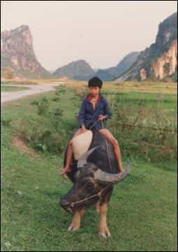 Viet Nam juvenile pair