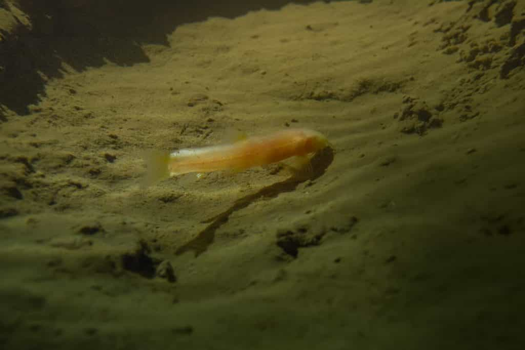 Completely sightless cavefish move in small pools of water in Son Doong Cave.