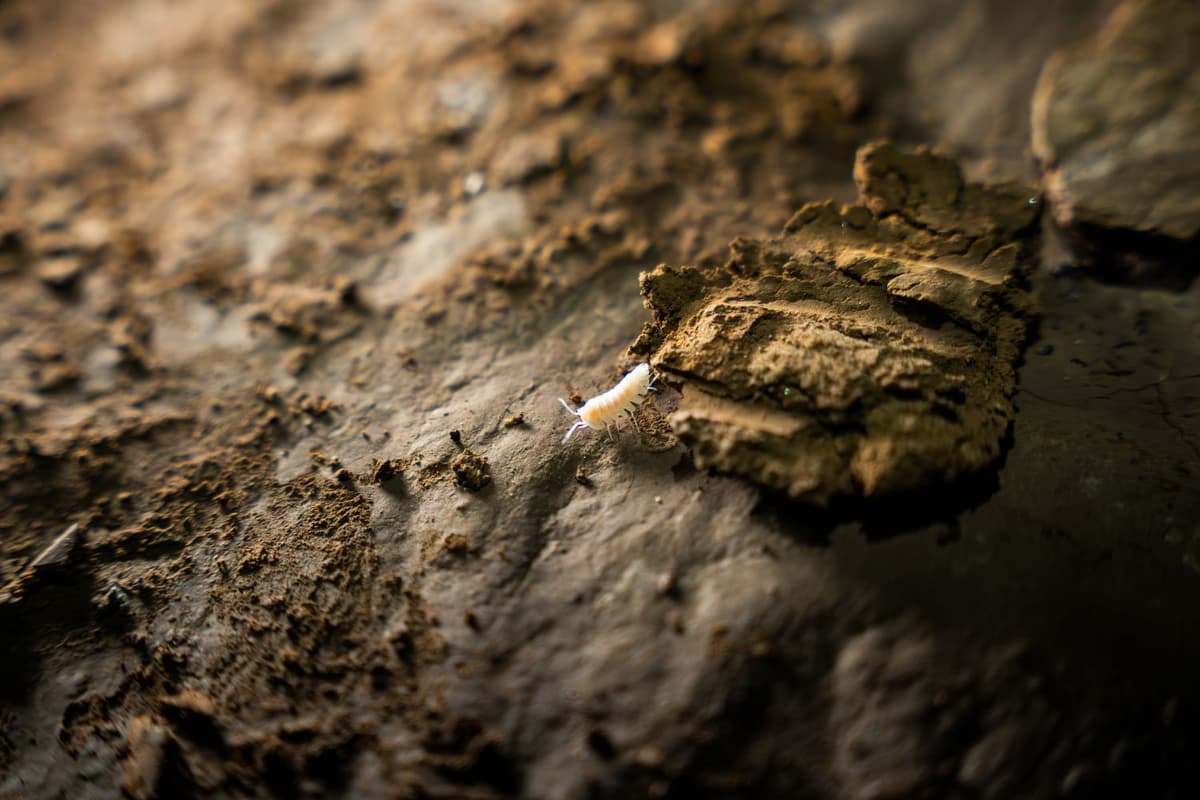 Some animal species have evolved to adapt to the cave environment