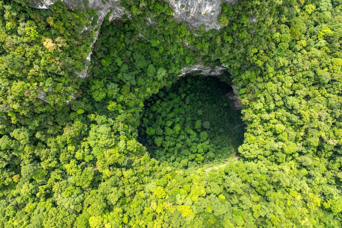 Geological tectonics have formed a primary forest about 175 meters wide inside Son Doong Cave