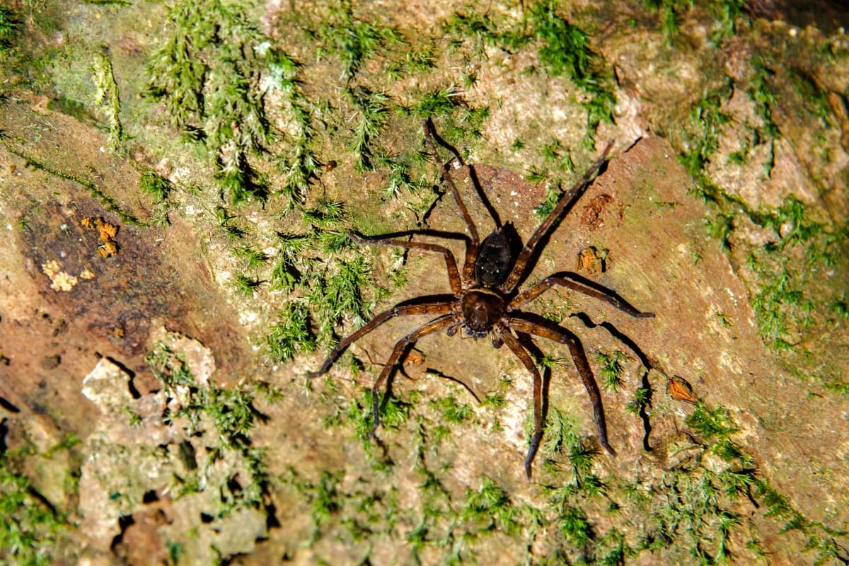There are over 203 insect species inside Son Doong Cave, including around 80 species of arthropods